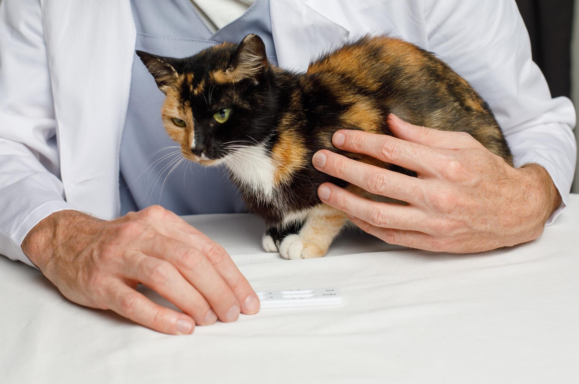 FeLV - Virus de la Leucémie Féline